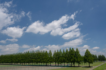 Fototapeta na wymiar 青空とメタセコイアの並木