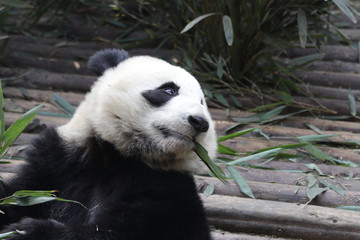 Fototapeta na wymiar Close up Fluffy Round Face Giant Panda, Chengdu, China