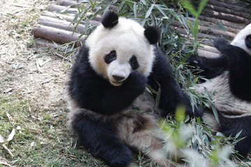 Fototapeta na wymiar Closed-up Giant Panda's Face