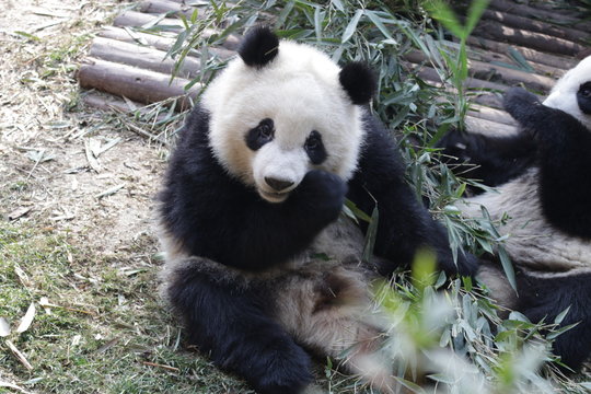 Closed-up Giant Panda's Face