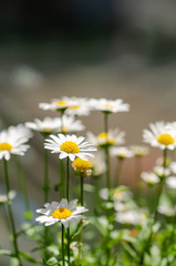 White daisy flowers