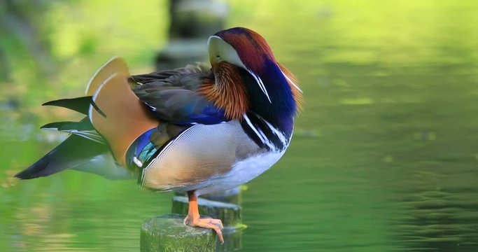 Single male Mandarin Duck bird resting on a wooden post at a wetland pond during spring nesting period