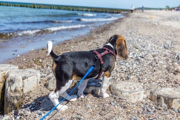 Beaglewelpe am Strand