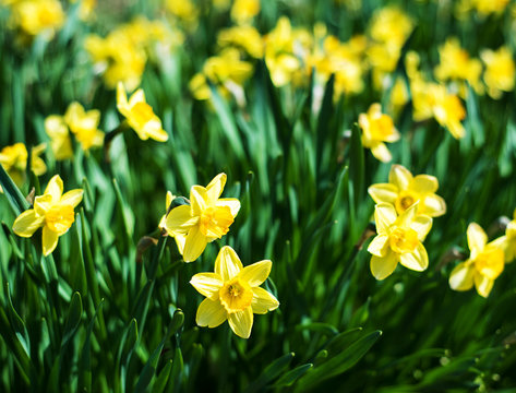 beautiful yellow daffodils narcissus