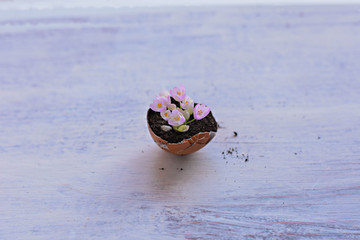 Mini pink flowers in eggshells on a wooden background/ Spring home rustic decoration/ Conceptual image of spring awakenings and new beginnings