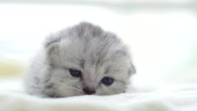 Close up cute persian kitten lying on white bed slow motion 