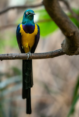 Golden-breasted Starling, Cosmopsarus regius, Glossy Starling sitting on the tree branch. Beautiful shiny bird in the green forest.