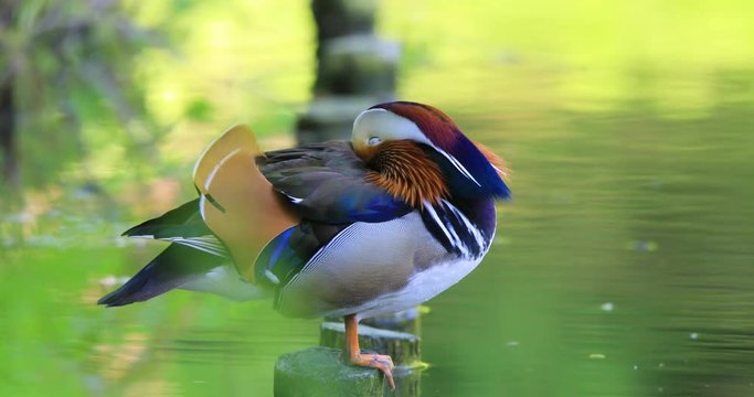 Single male Mandarin Duck bird resting on a wooden post at a wetland pond during spring nesting period