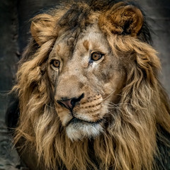 Close up of lion