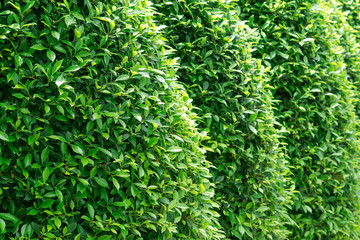 green plant tree wall background texture