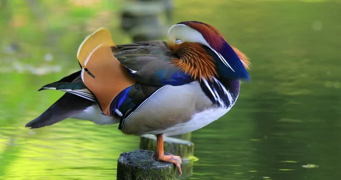 Single male Mandarin Duck bird resting on a wooden post at a wetland pond during spring nesting period