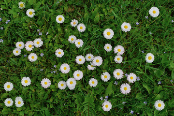 Top view of small white daisy flowers bellis perennis on green meadow grass as natural colorful background. © Inga