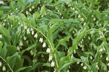 White flowers of Solomon s Seal plant of genus Polygonatum