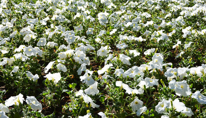 Beautiful, white plants. Flowers