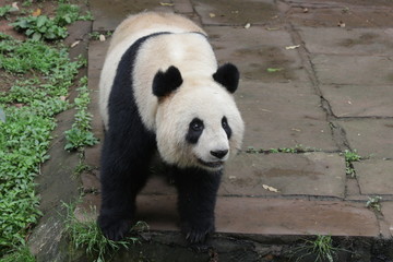 giant panda bear, China