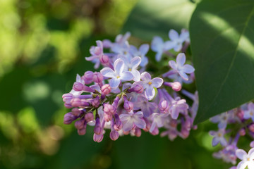 lilac in spring close up
