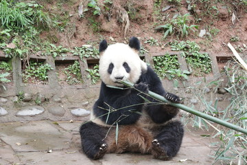 Obraz premium Closed-up Giant Panda Eats Bamboo, China