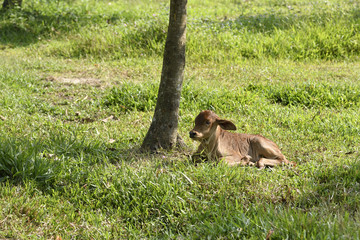 Close up, Calf in farm landscape relax on green grass under tree shade.