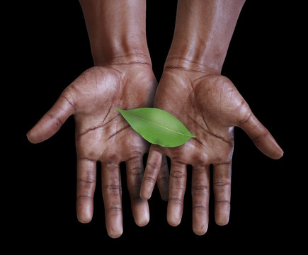 African hands with a green leaf