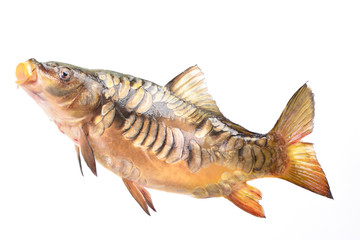 Fish carp