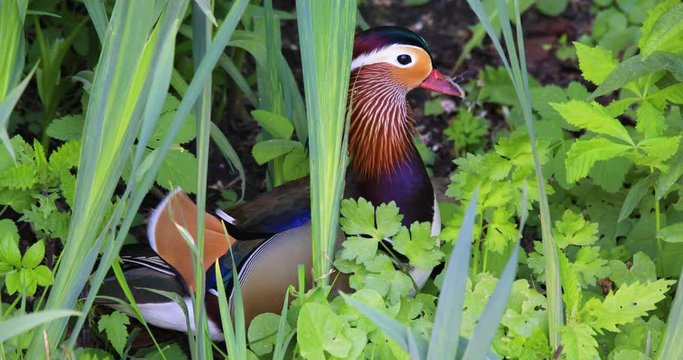 Single male Mandarin Duck bird resting on grassy wetland during spring nesting period