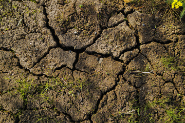 Cracked soil and green grass. Ground texture. Soil background. Cracked soil ground. Dry cracked soil texture and background