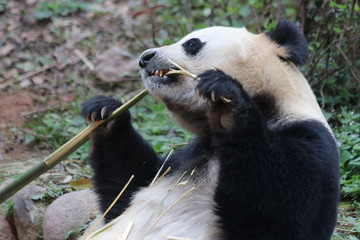 Obraz premium Closed-up Giant Panda Eats Bamboo, China