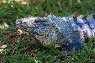 Black Spiny-Tailed Iguana in Cozumel, Mexico. Looking like miniature dragon. ctenosaura similis reptile