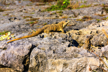 Black Spiny-Tailed Iguana in Cozumel, Mexico. Looking like miniature dragon. Ctenosaura similis.