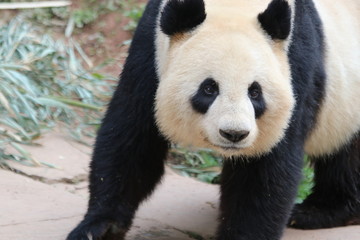 Fototapeta premium Funny Pose of Giant Panda in China