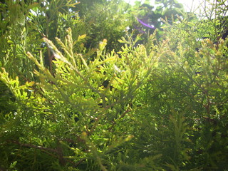 Весна обновление