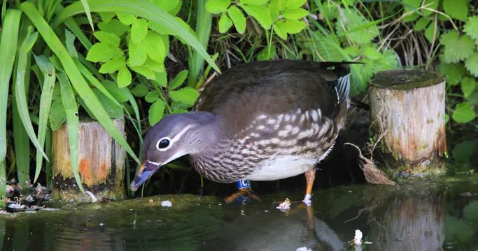 Single male Mandarin Duck bird resting on grassy wetland during spring nesting period