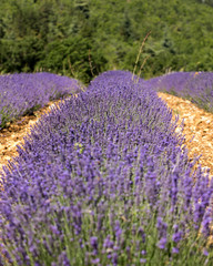 Obraz premium Lavender field in Provence, near Sault, France