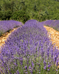 Lavender field in Provence, near Sault, France