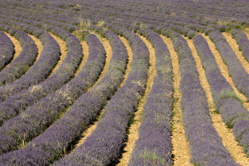Lavender field near Sault in Provence,  France