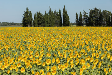 Fototapeta premium Sunflowers field near Arles in Provence, France