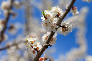 Flowers on the branches of a tree in the nature
