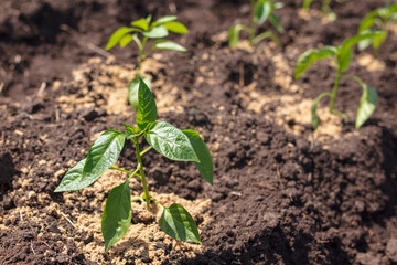 Saplings of paprika in the soil in the garden