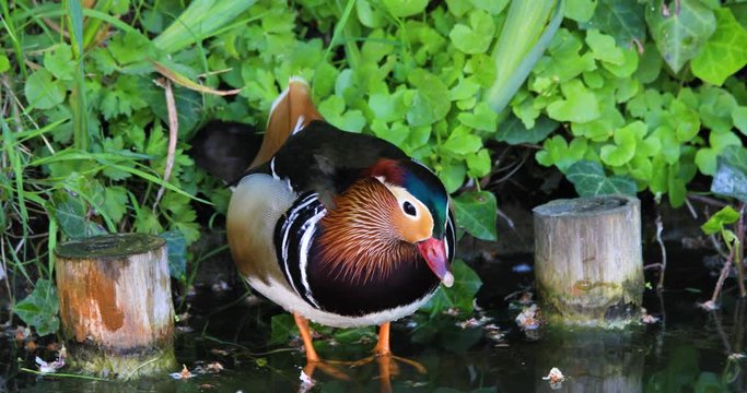 Single male Mandarin Duck bird resting at a wetland pond during spring nesting period
