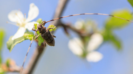 Beetle with a big mustache on a flowering tree