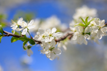 Flowers on the branches of a tree in the nature