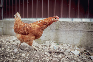 Orange chicken walking on the ground