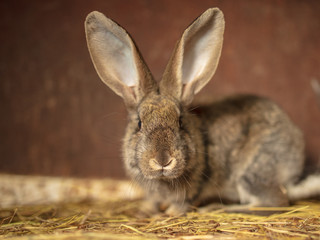 Portrait of a rabbit on a farm