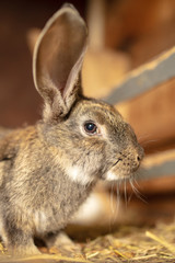 Naklejka na ściany i meble Portrait of a rabbit on a farm