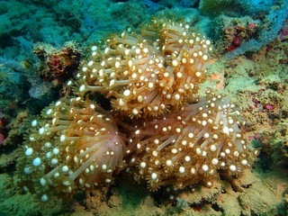 Soft coral