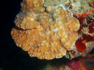 Stone coral
