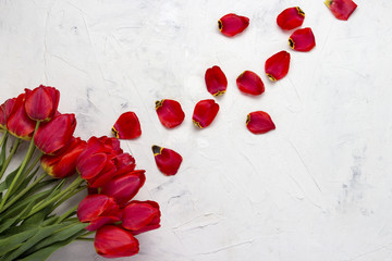 Red tulips and petals on a light stone background. Copy space. Flat lay, top view