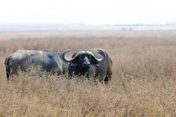 Obraz premium Voyage