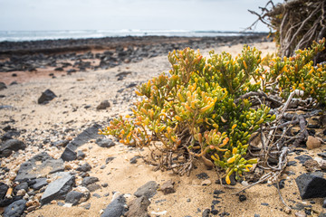 roślina na plaży