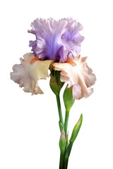 iris flower isolated on white background